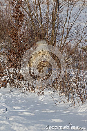 Samoyed - Samoyed krÃ¡snÃ© plemeno sibiÅ™skÃ½ bÃ­lÃ½ pes stojÃ­ ve snÄ›hu a je schovanÃ½ za keÅ™em Stock Photo